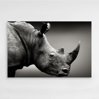Fotografía a Rinoceronte